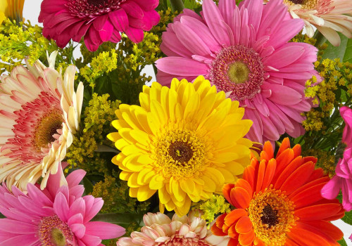A Comprehensive Guide to the Best Flowers from an Oklahoma City Florist